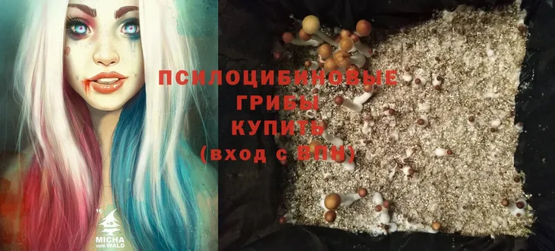 Псилоцибиновые грибы Psilocybine cubensis  сколько стоит  Махачкала 